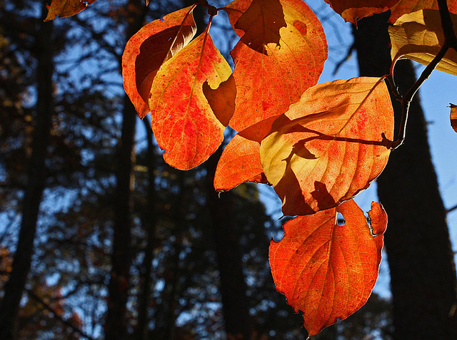 讓良心告訴你方向