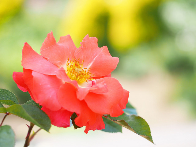 你並沒有失敗，你只是還沒成功