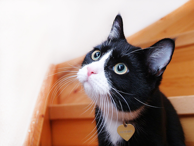 你是人才，還是人柴？