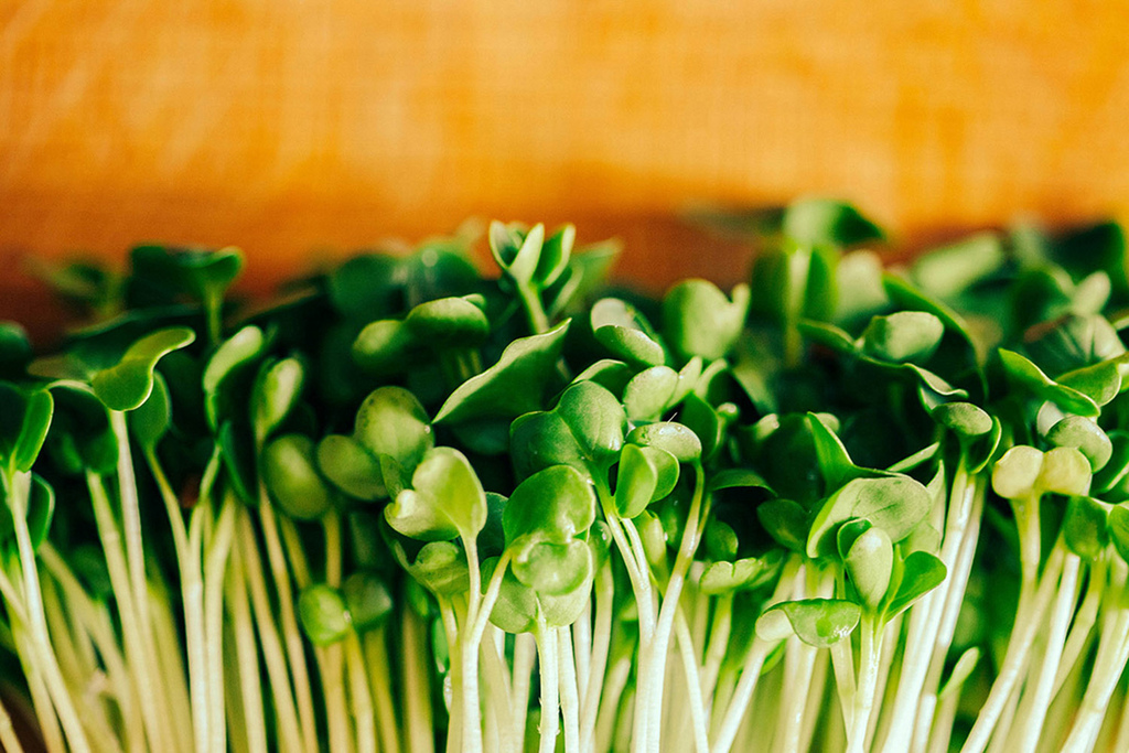 美味小療癒，吃進蔬果的陽光活力