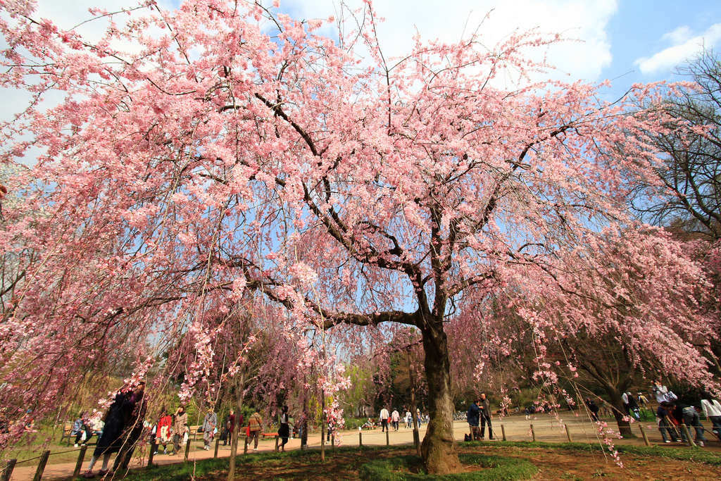一場史上最遲的櫻花季