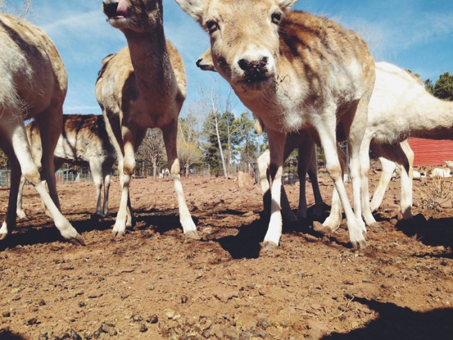 我們真的不喜歡動物園