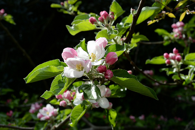 結實纍纍的體貼