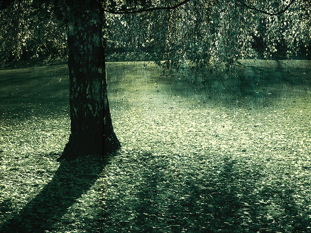 與香菇共存的白樺樹