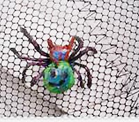 與蛛為伍的現代史懷哲-台南瑞峰國小林瑞崑沈彩芳