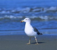 塑誰殺了信天翁