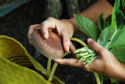 照養部落子民的段木香菇