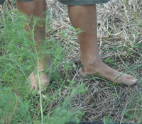 讓台灣成為無化肥無農藥也無核的美麗島