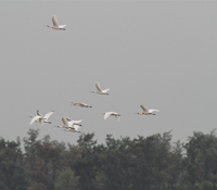 豐富喧鬧的鰲鼓溼地晨光曲