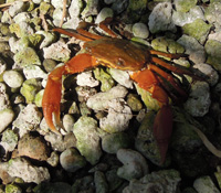 請幫陸蟹留一條安全的馬路