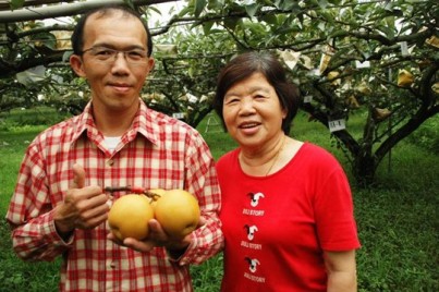堅持14年 只種安心有機梨