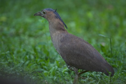 毒土地種出來的食物，你敢吃嗎？