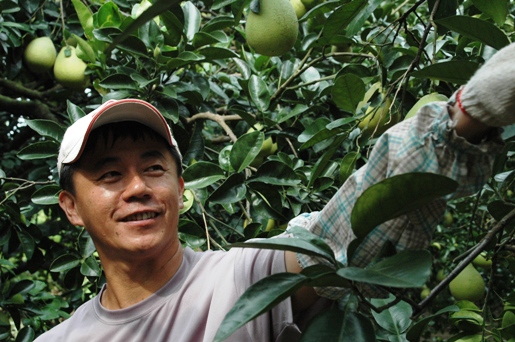 用文旦樹傳家的麻豆人