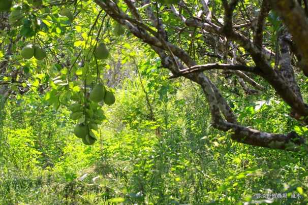 一棵柚子樹的死亡