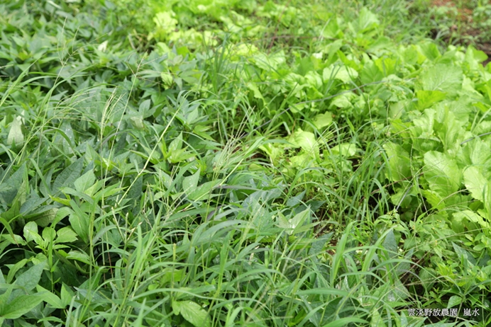 以自然為師才是好農法