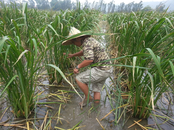 別在田裡踩壞農民的心
