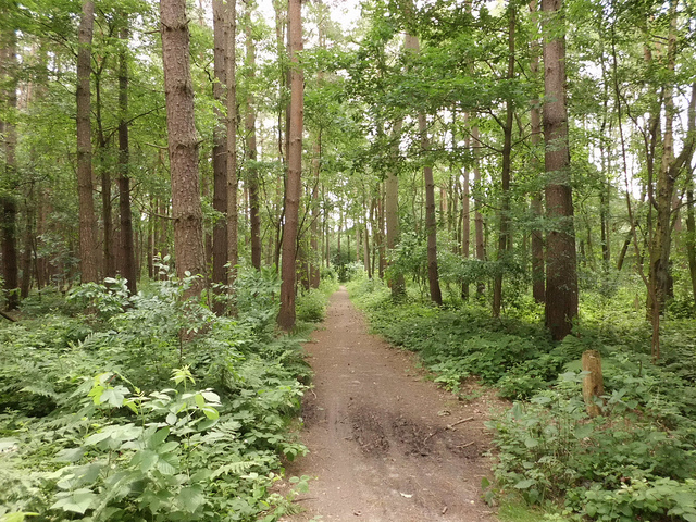 尊重自然，用非人的角度看世界