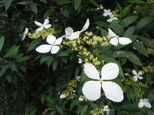 聽見花開的聲音