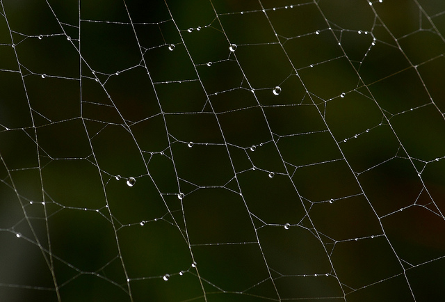 男孩與海星的故事