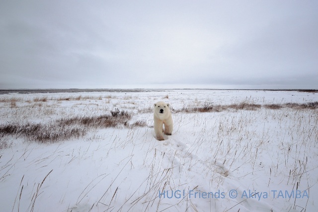 北極熊先生，為什麼你的眼神如此哀傷呢？