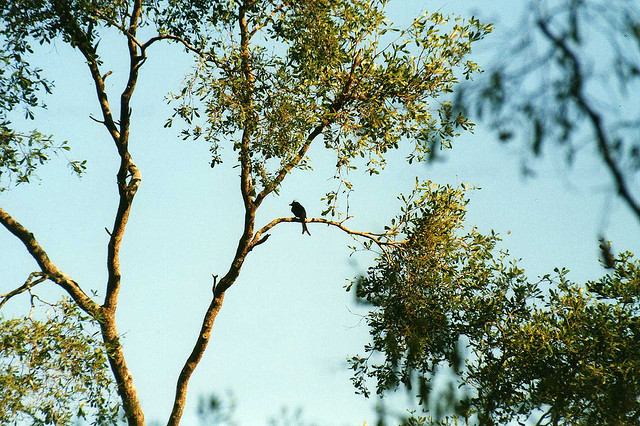 砍樹容易種樹難