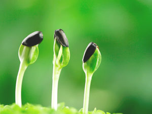 不得不出手相救的螞蟻