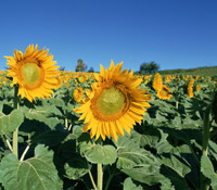 2012：需要溫度的一年