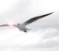 夢想起飛的一年