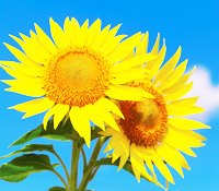 內在心態將決定客戶數量及收入