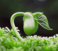 分享，能讓夢想種子發芽