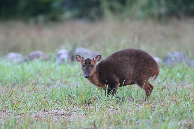 人與野生動物的樂園