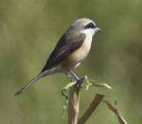 用心聆聽秋蟬的吟唱