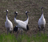 讓我們共同守候台灣溼地的美好未來