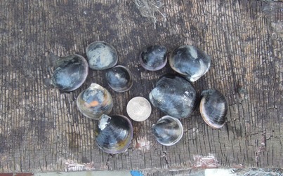 淡水河口的粉橈和赤嘴仔