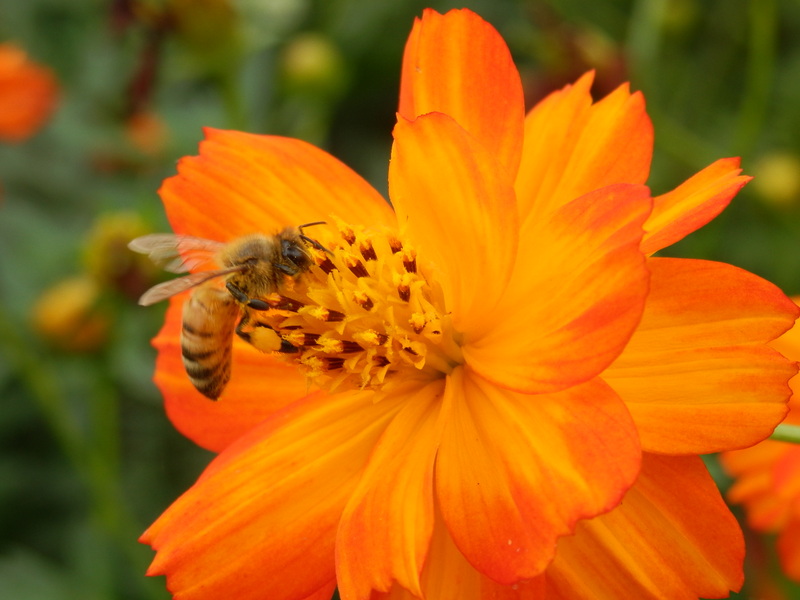 每日最佳學習時數：24小時。