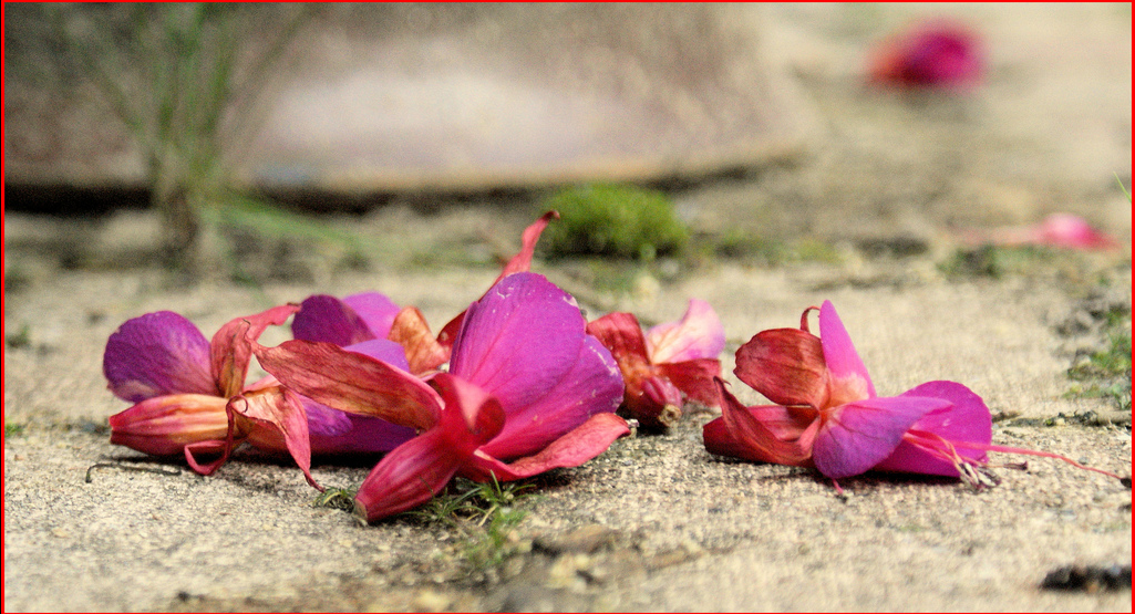 因為溺愛，毀了五個人的一生......