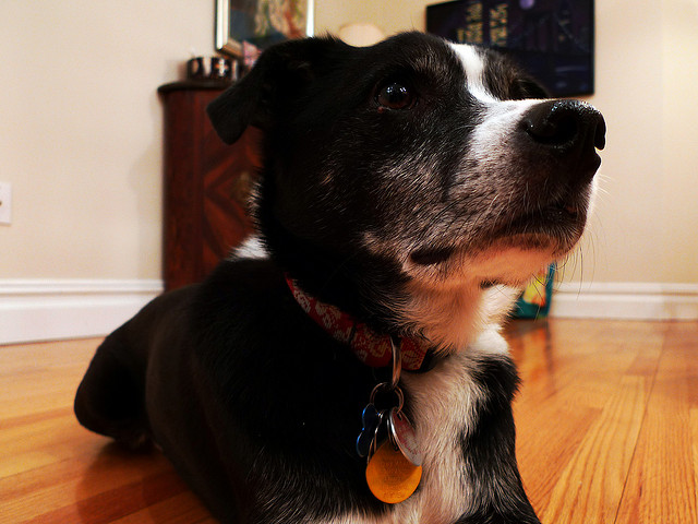 西薩班長教你如何當「狗老大」