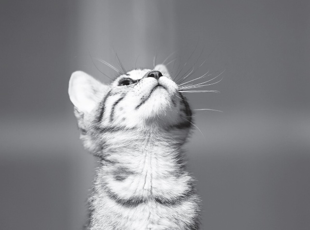 愛因斯坦：只要我們還活著， 就必須保持幽默感