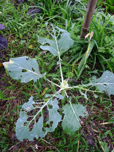 有機農場的慢活挑戰