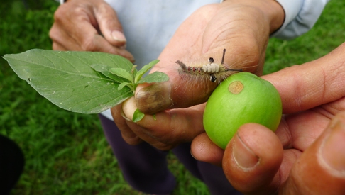 台版木村阿公與有機蜜棗