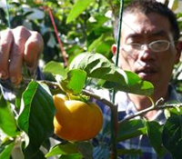 流籠搖過深山溪谷，甜柿下山！