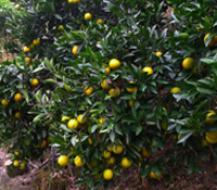 柳丁帶起偏鄉有機夢