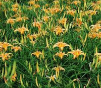 一年忙一次，滿山黃澄金針山