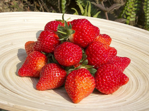 18年堅持不變有機草莓