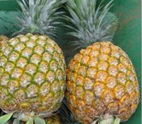 帝王大鳳梨載著全家人的夢