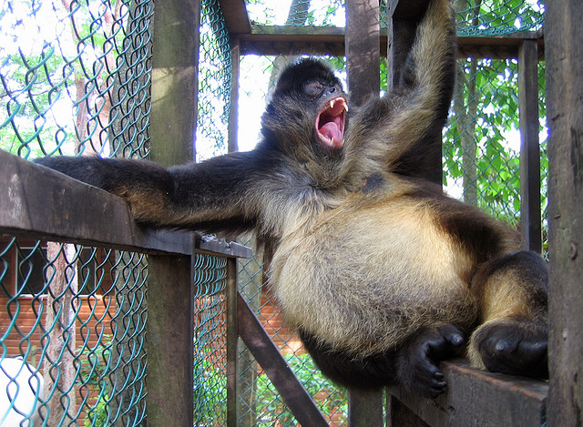 過年大吃大喝 小心「beer belly」找上你
