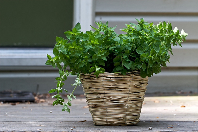 5步驟辨識安全好喝香草茶