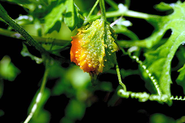 這樣吃苦瓜，糖尿病來也不怕！