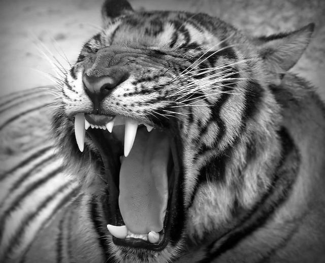 牙周病了，你可能全身都會生病！