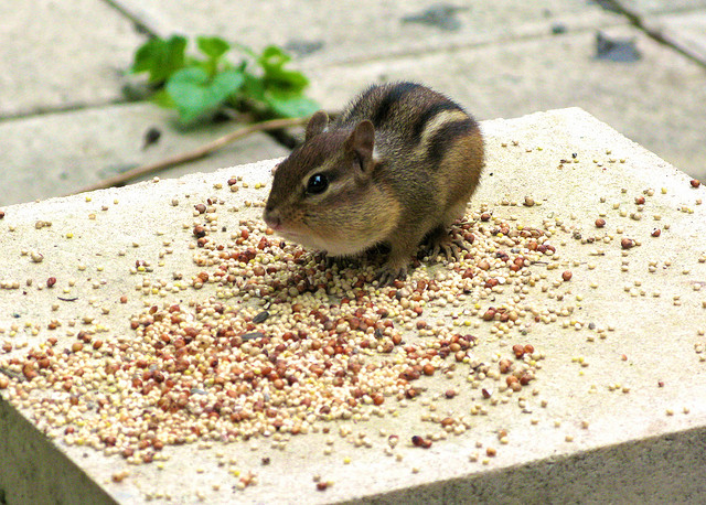 你真的餓了嗎？